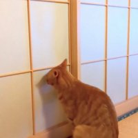 お座りする猫