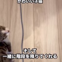 振り返る子猫