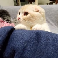 飼い主の脚に手を置く猫