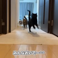 みんなおいで〜