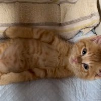 仰向けのまま見つめ返してくる子猫