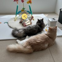 赤ちゃんを見守る2匹の猫