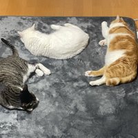 ホットカーペットで寝転ぶ3匹の猫のアップ