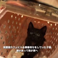 ペットキャリーの中から飼い主を見つめる子猫