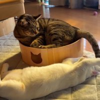 猫のしっぽで遊ぶ猫