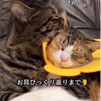 毛づくろいをしている猫とされている猫