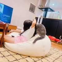 娘さんに撫でられるブリティッシュショートヘア