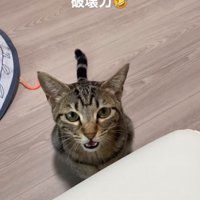 正面で見つめる猫