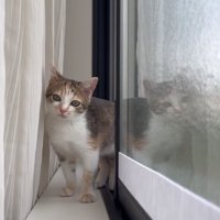 窓とカーテンの間に立っている子猫