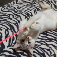 猫じゃらしで遊ぶ猫