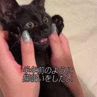 両手を挙げている子猫