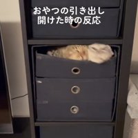 引き出しの中から頭だけ出しているブレた2匹の猫