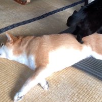 踏みつけ