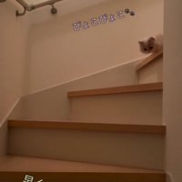 顔を出すクリーム色の猫