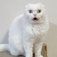 怒ったような表情で鳴く猫