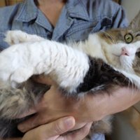 赤ちゃんのように抱っこされている猫