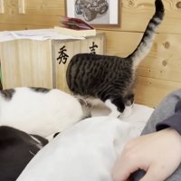 ハウスにお顔を突っ込んだ猫ちゃん