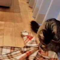 窓際でブランケットに乗る猫