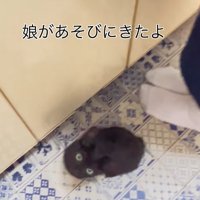 足元に座っている黒猫の子猫