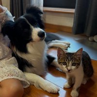座る犬と猫