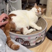 リラックスしている猫