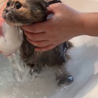 体を濡らしていく猫