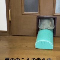 扉の向こうで考えている猫