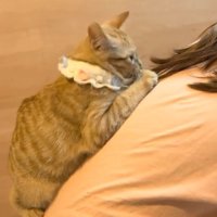 ママの背中にくっつく猫