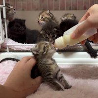 おかわりする猫