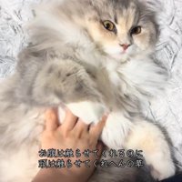 お腹をなでられる猫