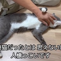 テロップ「野良猫だったとは思えないほど～」