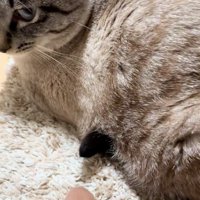 猫のしっぽの先端