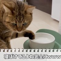 水飲みに手を入れる猫
