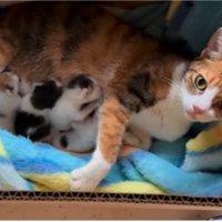 母猫と子猫