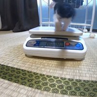 体重計