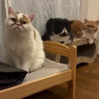 棚の上に座る3匹の猫