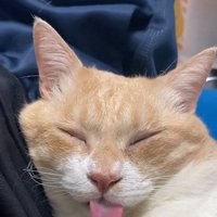 舌を出して寝る猫