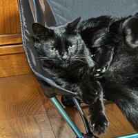 キャンプ用のイスの左側に寝そべる黒猫