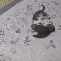 蹴り合う2匹