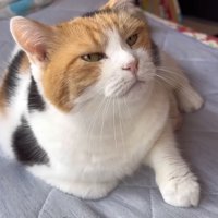 催促するような顔