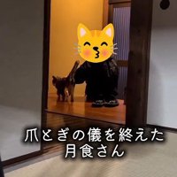 飼い主の元へ戻る猫