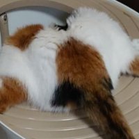 トイレを覗く猫