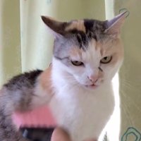 ミニほうきで身体を撫でられ怒る三毛猫