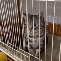 ケージの中にいる猫