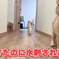 警戒した様子の猫