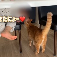 茶トラが子どもに寄っていく