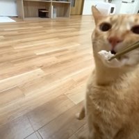 お箸でサンマを食べさせてもらう茶トラ猫と背後にもう1匹猫