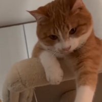 考え事をする猫