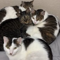 4匹の猫