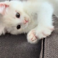 ファスナーのつまみを取ろうとする猫
